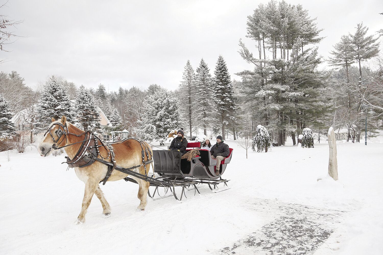 12-08-24 Twinkle in Pines sleigh side